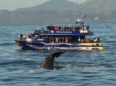 Whale Watch Kaikoura