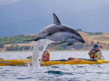 Kaikoura Kayaks