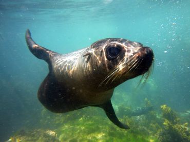 Seal Swim Kaikoura